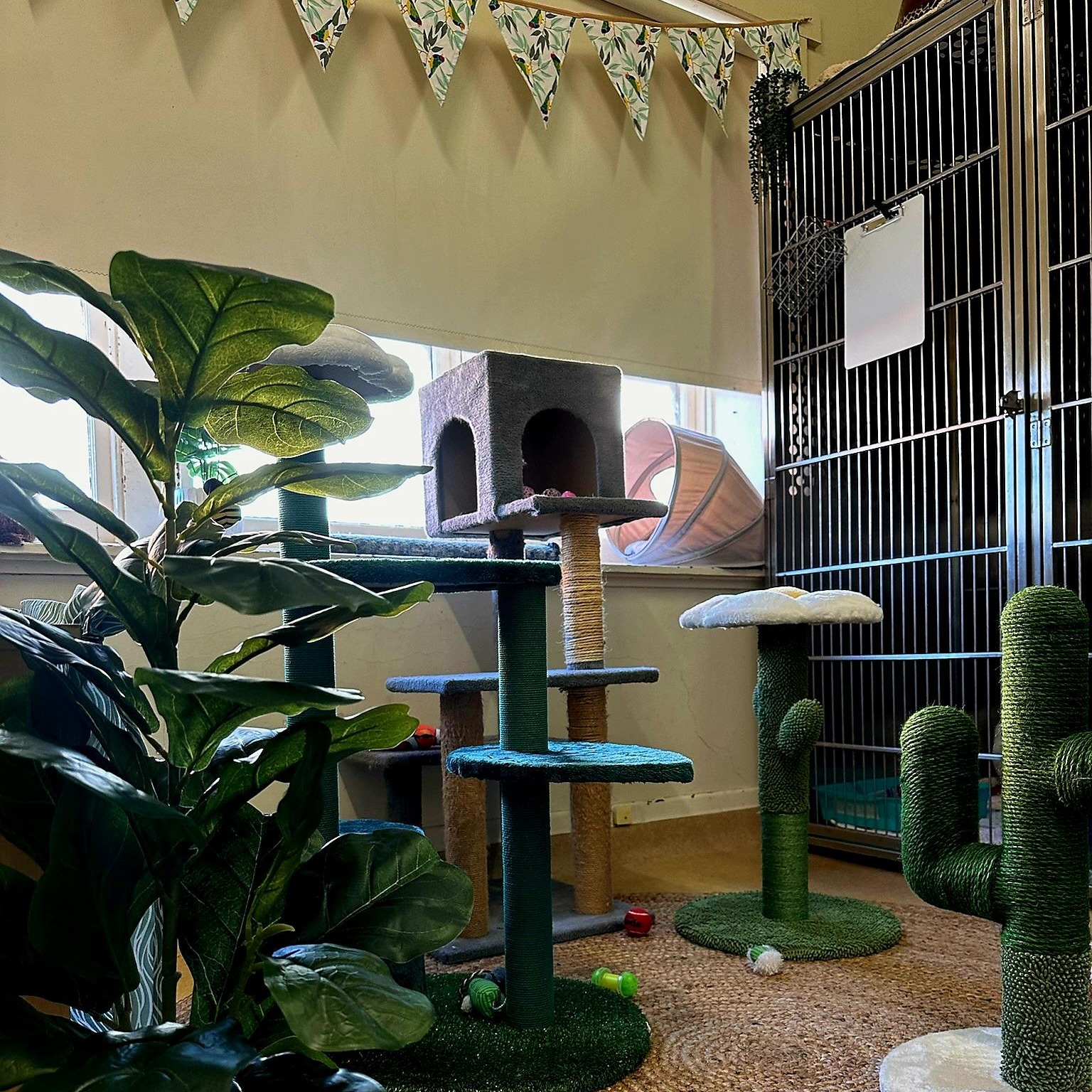 Burke Road Vet - Cattery Boarding Camberwell